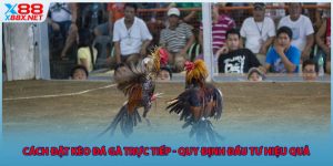 cach-dat-keo-da-ga-truc-tiep-quy-dinh-dau-tu-hieu-qua