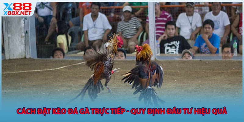 cach-dat-keo-da-ga-truc-tiep-quy-dinh-dau-tu-hieu-qua