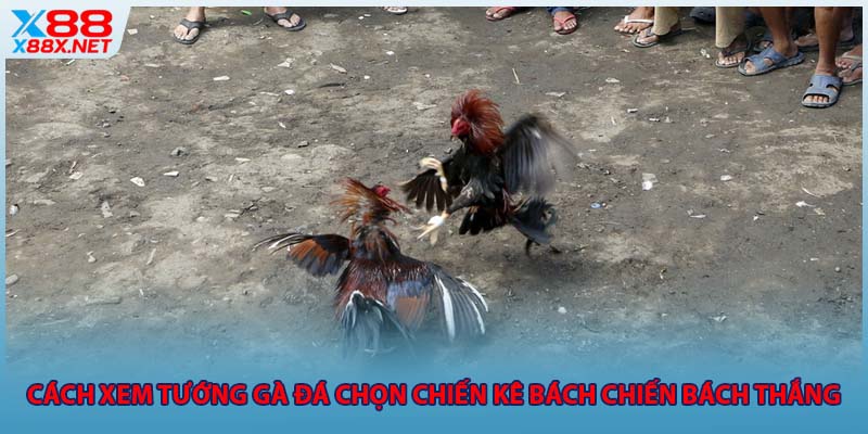 cach-xem-tuong-ga-da-chon-chien-ke-bach-chien-bach-thang
