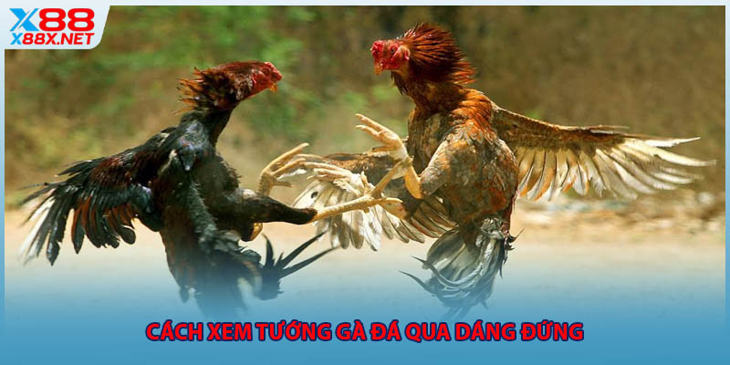 Cách xem tướng gà đá qua dáng đứng