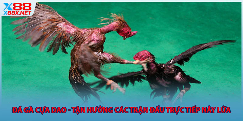 da-ga-cua-dao-tan-huong-cac-tran-dau-truc-tiep-nay-lua