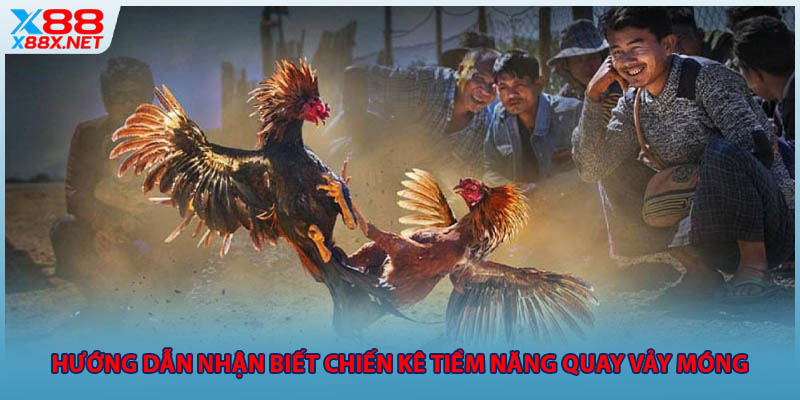 Hướng dẫn nhận biết chiến kê tiềm năng quay vảy móng