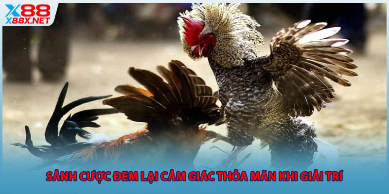 Sảnh cược đem lại cảm giác thỏa mãn khi giải trí 